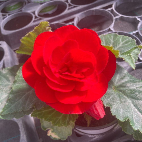 Begonia Tubereux Swing Scarlet