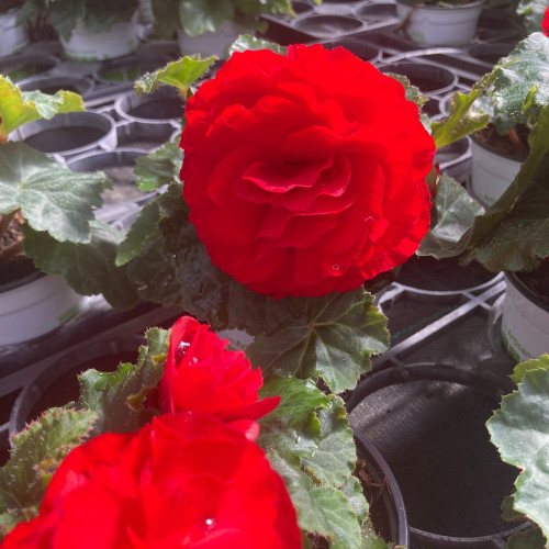 Begonia Tubereux Swing Scarlet