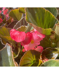 Begonia Big Rose clair Megawatt pink bronze leaf
