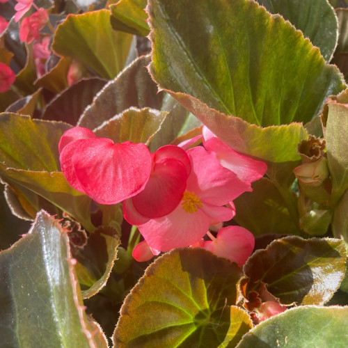 Begonia Big Rose clair Megawatt pink bronze leaf