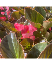 Begonia Big Rose clair Megawatt pink bronze leaf