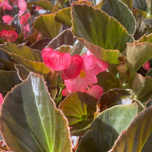 Begonia Big Rose clair Megawatt pink bronze leaf