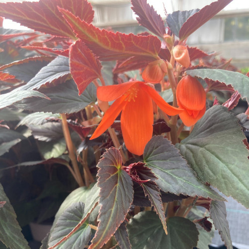 Begonia Summerwings Ebony Orange