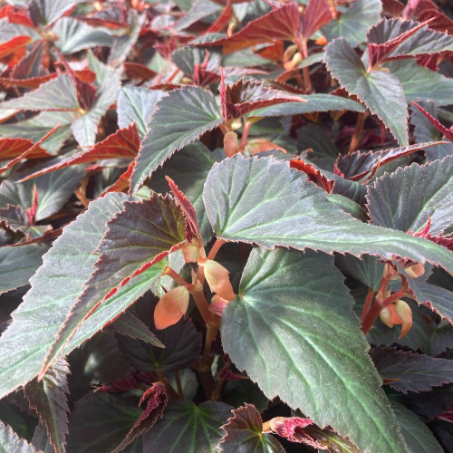 Begonia Summerwings Ebony Orange