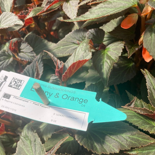 Begonia Summerwings Ebony Orange