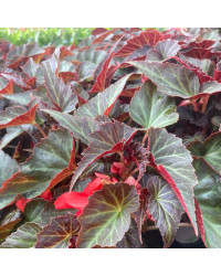 Begonia Summerwings Dark Elegance rouge