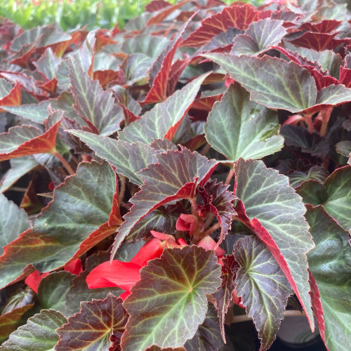 Begonia Summerwings Dark Elegance rouge