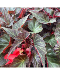 Begonia Summerwings Dark Elegance rouge