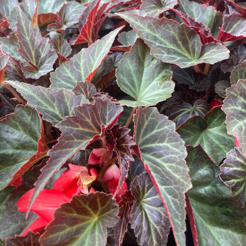 Begonia Summerwings Dark Elegance rouge