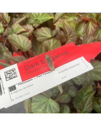 Begonia Summerwings Dark Elegance rouge