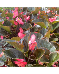 Begonia Big Rose clair Megawatt pink bronze leaf