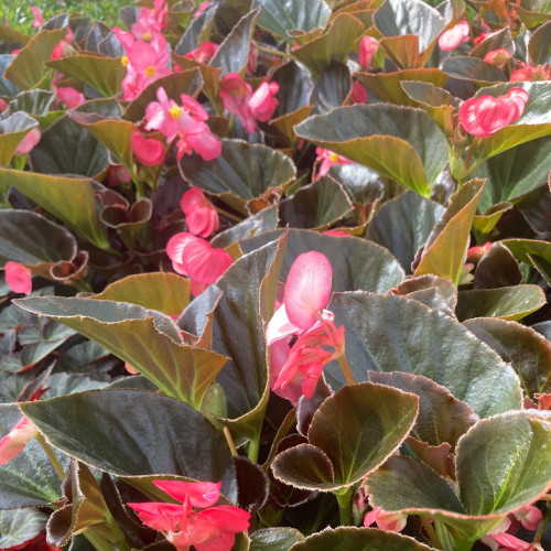 Begonia Big Rose clair Megawatt pink bronze leaf