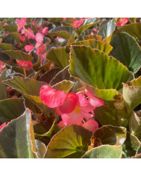 Begonia Big Rose clair Megawatt pink bronze leaf
