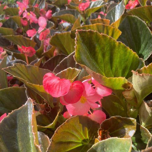 Begonia Big Rose clair Megawatt pink bronze leaf