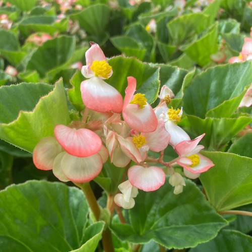 Begonia Big Rose clair Megawatt pink green leaf