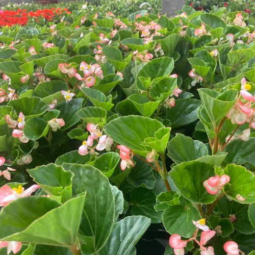 Begonia Big Rose clair Megawatt pink green leaf