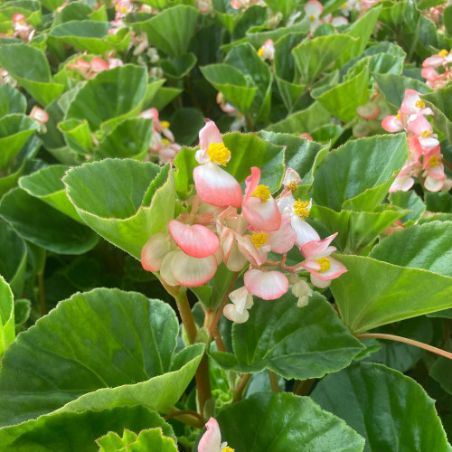 Begonia Big Rose clair Megawatt pink green leaf