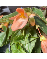 Begonia Summerwings Apricot Improved