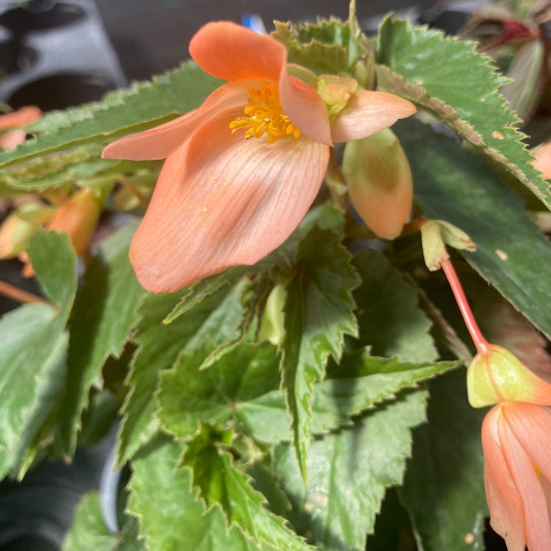 Begonia Summerwings Apricot Improved