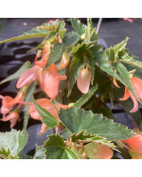 Begonia Summerwings Apricot Improved