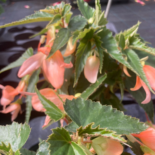 Begonia Summerwings Apricot Improved