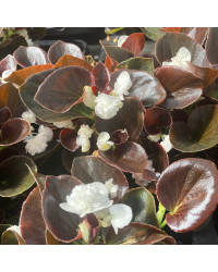 Begonia double gumdrop coco White