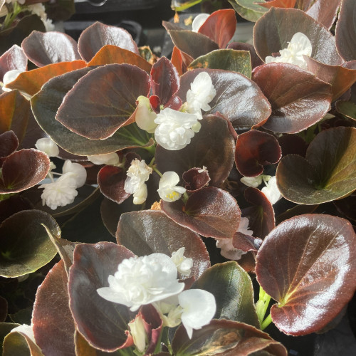 Begonia double gumdrop coco White