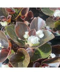 Begonia double gumdrop coco White