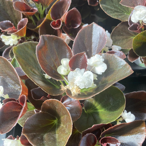 Begonia double gumdrop coco White