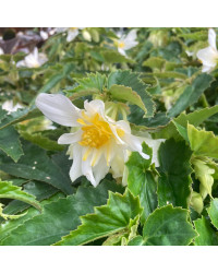 Begonia Summerwings White