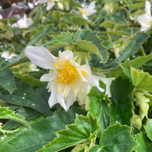 Begonia Summerwings White