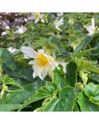 Begonia Summerwings White
