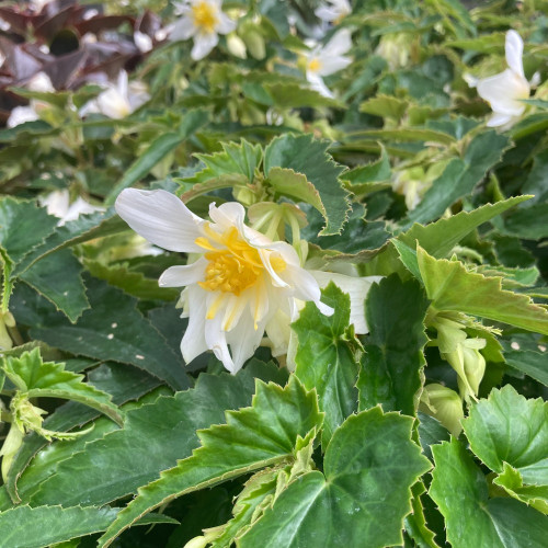 Begonia Summerwings White