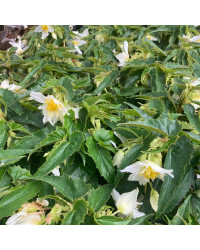 Begonia Summerwings White