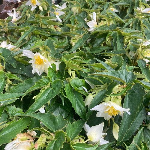 Begonia Summerwings White