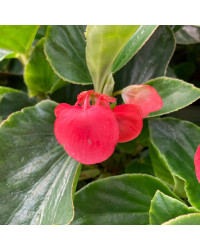Begonia Dragon Wing Hybrida Dragon Wing Red