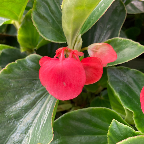 Begonia Dragon Wing Hybrida Dragon Wing Red