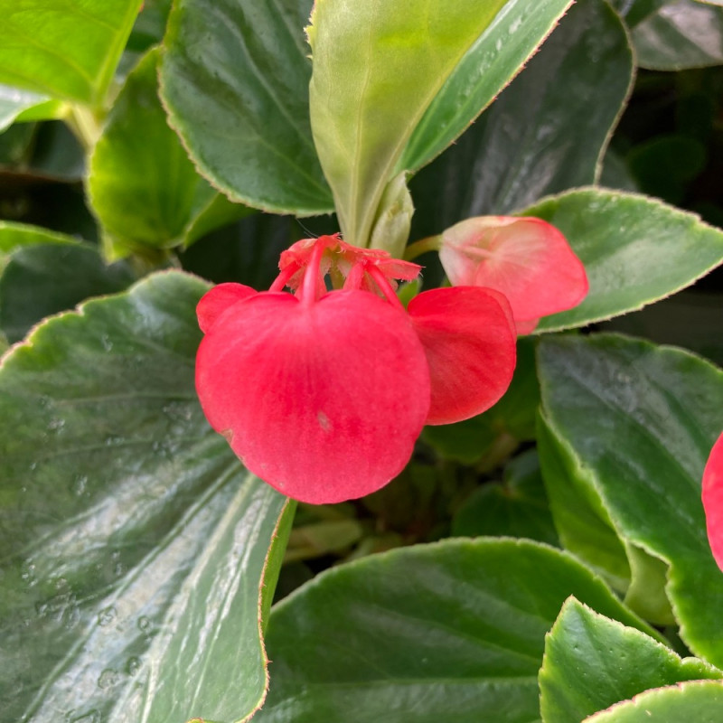 Acheter Begonia Dragon Wing Hybrida Dragon Wing Red