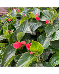 Begonia Dragon Wing Hybrida Dragon Wing Red