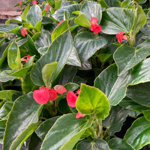 Begonia Dragon Wing Hybrida Dragon Wing Red