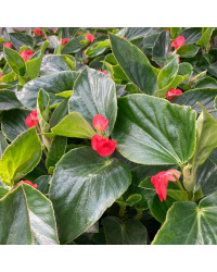 Begonia Dragon Wing Hybrida Dragon Wing Red