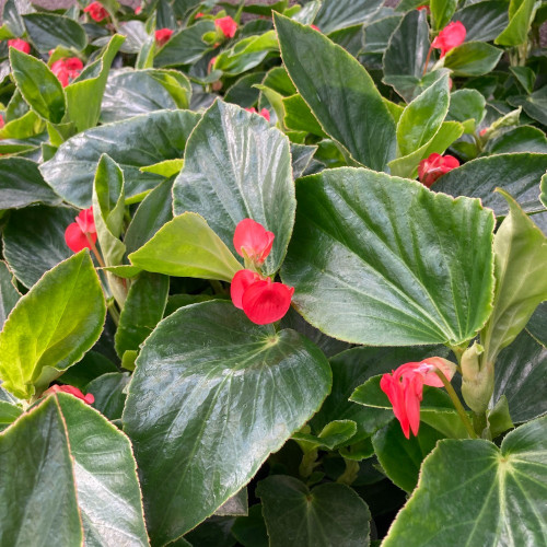 Begonia Dragon Wing Hybrida Dragon Wing Red