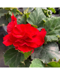 Begonia Tubereux Nonstop rouge
