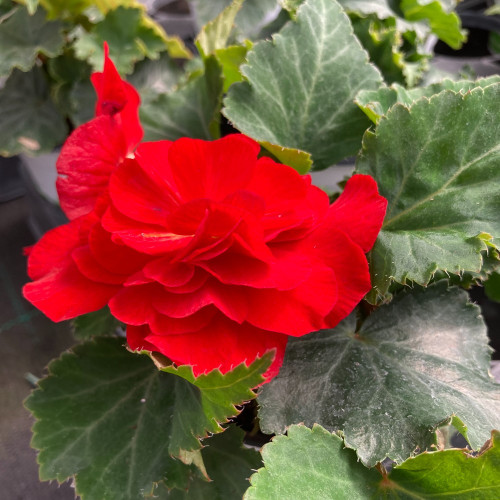 Begonia Tubereux Nonstop rouge