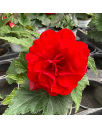 Begonia Tubereux Nonstop rouge