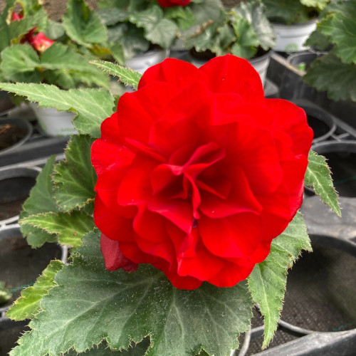 Begonia Tubereux Nonstop rouge