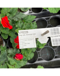 Begonia Tubereux Nonstop rouge
