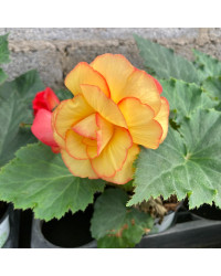 Begonia Tubereux Chameleon Red Yellow