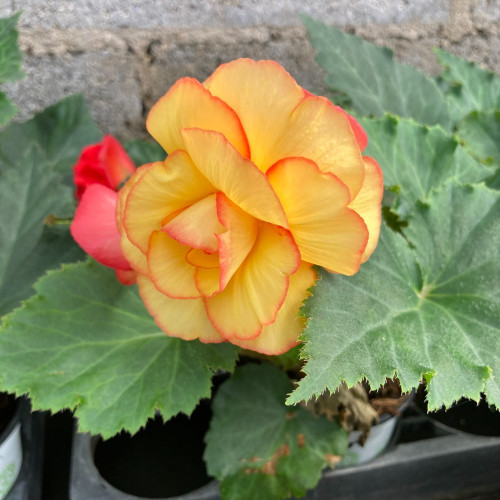 Begonia Tubereux Chameleon Red Yellow