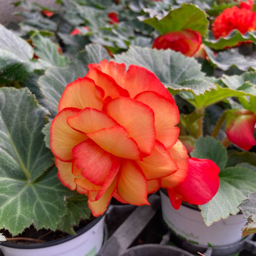 Begonia Tubereux Chameleon Red Yellow